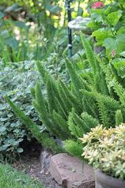 Foxtail Asparagus Densiflorusmyersii Plants A Z The Gardener The Gardener
