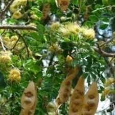 Image result for Albizia procera
