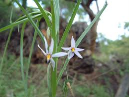 Image result for Walleria nutans