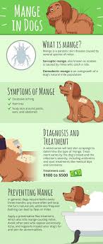 Mange Is A Skin Disease Caused By Parasitic Mites That Targets Mammals And Is Occasionally Communicable To Humans When Dog Mange Vet Medicine Vet Tech Student