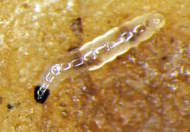 Eggs hatch into tiny wormlike larvae, and they live only in the top 1″or 2″ of soil, feeding on organic matter, including roots. Pests Fungus Gnats Guides Click Grow Ask A Gardener