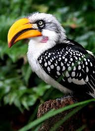 Bird With Long Colorful Beak Yellow Billed Hornbill Nature Birds Birds Colorful Birds