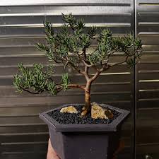 Image result for Crassula sarcocaulis