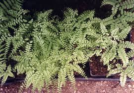 Image result for Adiantum comorense