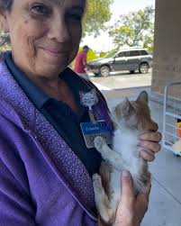 Sneak peek into the For Ferals' Sake kitten room. All of these little loves  are microchipped, vaccinated, and spayed or neutered. Please fill out an  adoption application if you are interested in