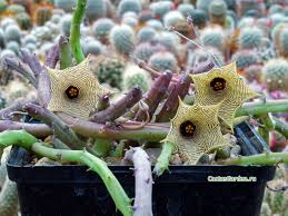 Image result for Huernia leachii