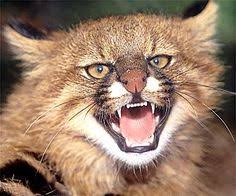Port gratuit a partir de 4objets. Die 49 Besten Ideen Zu Felidae 26 Pampas Cat Leopardus Pajeros Wildkatzen Wilde Katzen Katzen