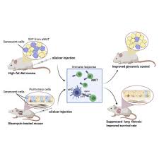 Check spelling or type a new query. Invariant Natural Killer T Cells Coordinate Removal Of Senescent Cells Sciencedirect