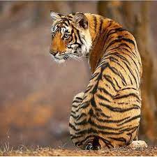 Sachin Rai Sachin Rai Photography V Instagram A Tigress From Ranthambhore India Tiger Tigers Tigre Indian Animals Tiger Photography Majestic Animals
