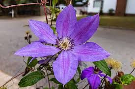 We did not find results for: The 27 Best Cold Hardy Clematis Varieties Gardener S Path