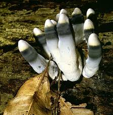 Image result for Xylaria polymorpha