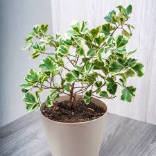 Image result for Ficus variifolia