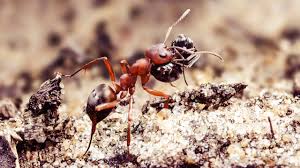 نتیجه جستجوی لغت [ants] در گوگل