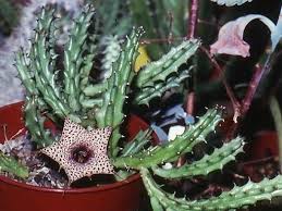 Image result for Huernia hislopii