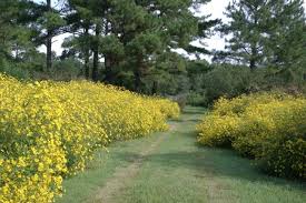 Image result for Bidens oligoflora