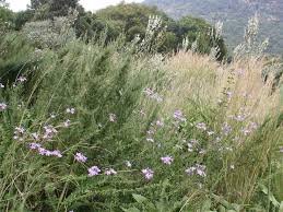 Image result for Jamesbrittenia integerrima