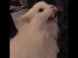 White Cat Meowing Meme Youtube