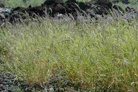 Image result for Cenchrus ciliaris