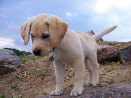 Wann ein labrador ausgewachsen ist weißt du ja jetzt und es ist toll dass du dich so intensiv mit deinem welpen auseinandersetzt. Wann Ist Ein Labrador Ausgewachsen Labrador Ich