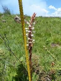 Image result for Satyrium kitimboense