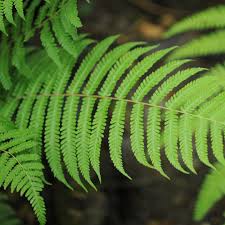 Image result for Pseudocyclosorus