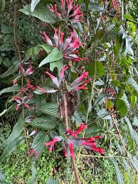 Image result for Englerina muerensis