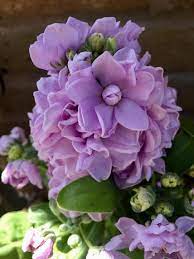 The scent is sweet, but often overlooked are the autumn tints, which. 21 Annual Flowers For Year Round Color Hgtv