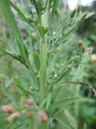Image result for Erigeron sumatrensis