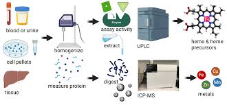 Image result for Heme