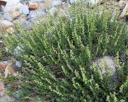 Maybe you would like to learn more about one of these? Artemisia Ludoviciana Western Mugwort White Sage White Sagebrush North Carolina Extension Gardener Plant Toolbox