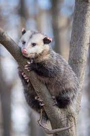 Possum In London Cute Animals Possum Animals