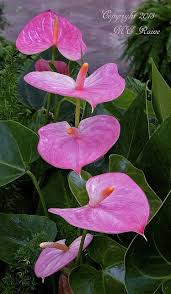 Pin On Flowers Beauty Colors And Design Patterns