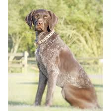 She is daughter of 3x uk field trial champion lora of murcielago. German Pointer Breed Information Owner S Guide Tips Facts