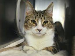 Urgent Billy 24700 Billy Is A Young Neutered Boy Who Was Brought To The Shelter He Has A Heart Murmur And Should Have A Cat Adoption Animals Friends Animals