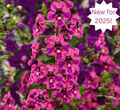 Image result for Angelonia