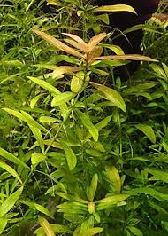 Image result for Hygrophila uliginosa