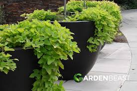 Image result for Ipomoea batatas pots