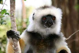 Lemurs Of Madagascar Noble Glance Lemur Animal Species Animals