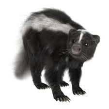 Skunks are easy to recognize with their distinct black and white coloring. Skunk Facts Identification Control And Prevention Orkin Canada