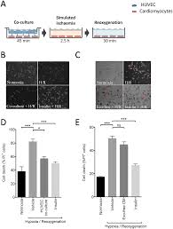 Explain the procedure to the patient. Endothelial Cells Release Cardioprotective Exosomes That May Contribute To Ischaemic Preconditioning Scientific Reports