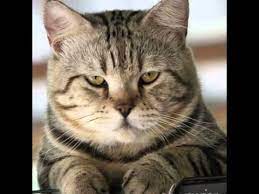 This gave me a great motivation to search for awesome tools to enhance my. Oh My Jep Youtube