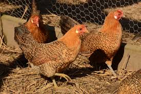 The breed was imported to the united states in the nineteenth century, and to britain and australia early in the twentieth century. Sicilian Buttercup Chickens About The Breed American Buttercup Club