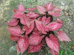 How To Propagate Caladiums Diy Garden Projects Propagating Plants Propagation