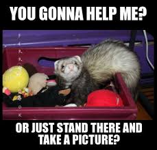 20 Extremely Funny Ferret Memes Funny Ferrets Ferret Ferret Meme