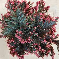 Image result for Selaginella afrorum