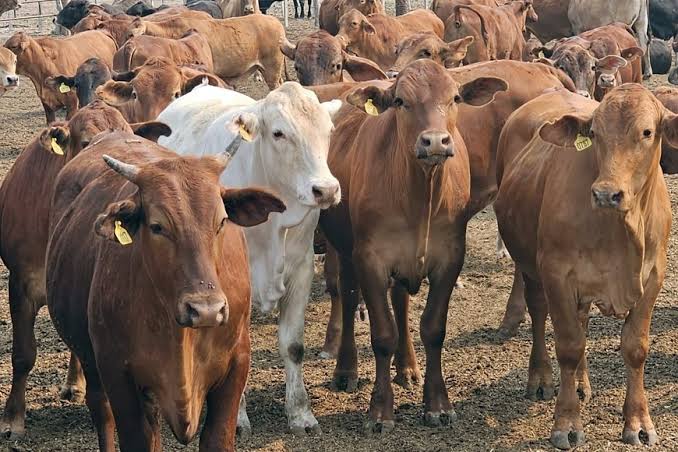 La ganadería argentina mostró márgenes superiores al promedio histórico