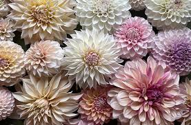 Image result for Dahlia sp. (cultivar)