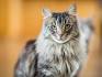 8 Best Cat Breeds For First-Time Owners - Bustle