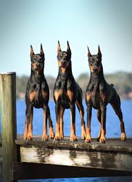 All female puppies are on sale for $2,950 and all ,males are $3,450, but you must mention this advertisement. Public Education Home Doberman Pinscher Club Of America