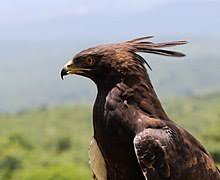 Long-crested eagle - Wikipedia